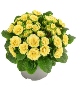 Beet- & Balkonpflanzen-Set Gelber Frühling, 6-teilig -Haus Pflanzen Welt 8806606 WE FS 003 RosenprimelGelbT12