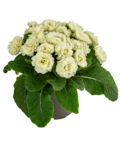 Rosenprimel 'Belarina', Verschiedene Farben -Haus Pflanzen Welt 8806606 WE FS 005 RosenprimelCremeT12