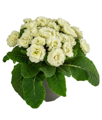 Rosenprimel 'Belarina', Verschiedene Farben -Haus Pflanzen Welt 8806606 WE FS 005 RosenprimelCremeT12