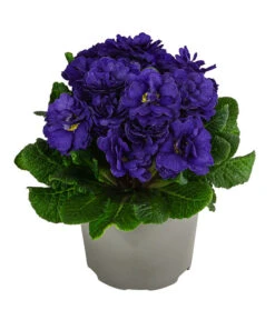 Rosenprimel 'Belarina', Verschiedene Farben -Haus Pflanzen Welt 8806606 WE FS 006 RosenprimelBlueChampionT12