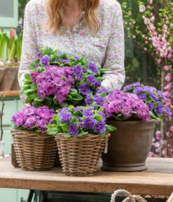 Rosenprimel 'Belarina', Verschiedene Farben -Haus Pflanzen Welt 8806606 WE MO 001 RosenPrimel