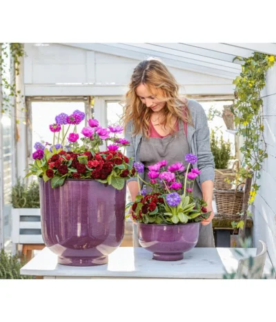 Rosenprimel 'Belarina', Verschiedene Farben -Haus Pflanzen Welt 8806606 WE MO 001 RosenprimelAnemoneKugelprimel GC02 2023 01