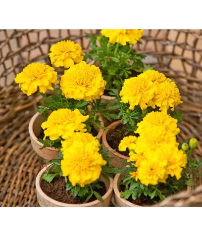 Studentenblume, Verschiedene Farben -Haus Pflanzen Welt 8807091 BildFS 001 StudentenblumeTagetesKleinblumigT9