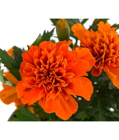 Studentenblume, Verschiedene Farben -Haus Pflanzen Welt 8807091 WE DE 001 TagetesKleinblumigT9