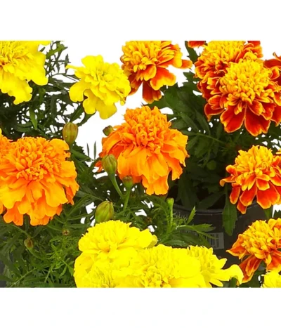 Studentenblume, Verschiedene Farben -Haus Pflanzen Welt 8807091 WE DE 001 TagetesKleinblumigT9StudentenblumeTagetesPatulaHerzig