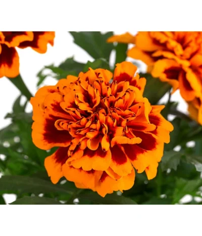 Studentenblume, Verschiedene Farben -Haus Pflanzen Welt 8807091 WE DE 002 TagetesKleinblumigT9