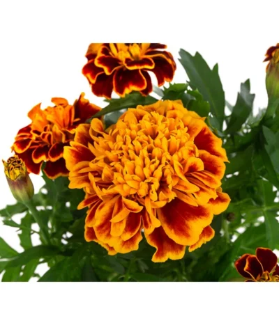 Studentenblume, Verschiedene Farben -Haus Pflanzen Welt 8807091 WE DE 003 TagetesKleinblumigT9