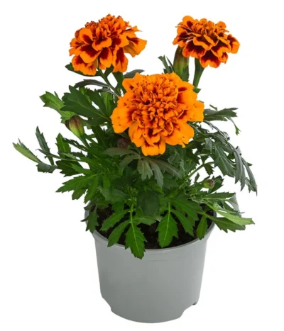 Studentenblume, Verschiedene Farben -Haus Pflanzen Welt 8807091 WE FS 002 TagetesKleinblumigT9