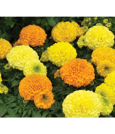 Studentenblume, Großblumig, Verschiedene Sorten -Haus Pflanzen Welt 8807117 WE DE 002 AntiguaYellowMoonstruckDeepOrangeSyngenta