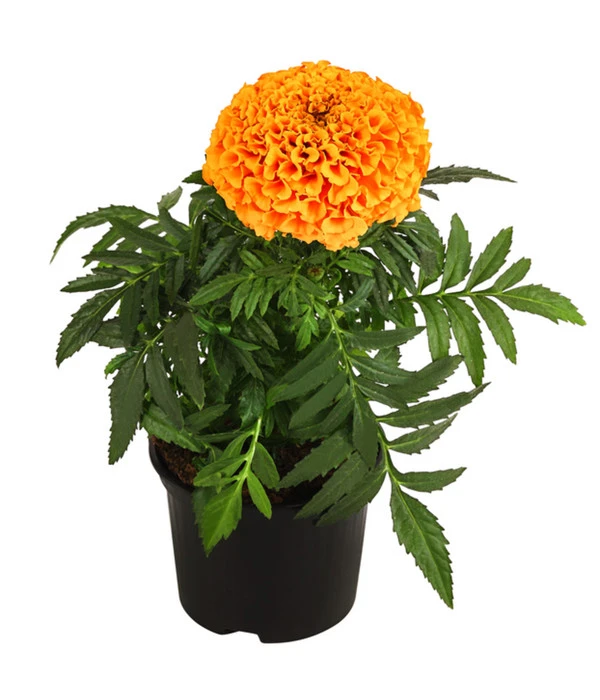 Studentenblume, Großblumig, Verschiedene Sorten – Bild 2