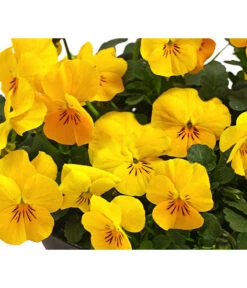 Beet- & Balkonpflanzen-Set Bunter Frühling, 6-teilig -Haus Pflanzen Welt 8808214 WE DE 008 HornveilchenViolaCornutaT14