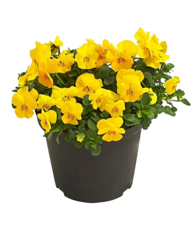 Beet- & Balkonpflanzen-Set Gelber Frühling, 6-teilig -Haus Pflanzen Welt 8808214 WE FS 001 ViolaCornutaHornveilchenT14TESTZOOM1107x1106