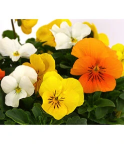 Hornveilchen-Trio, Weiß/gelb/orange -Haus Pflanzen Welt 8808321 WE DE 002 ViolaCornutaHornveilchenTrioT13