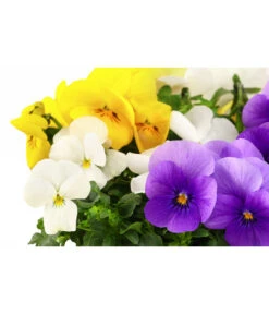Hornveilchen-Trio, Weiß/gelb/lila 5 Hornveilchen-Trio, Weiß/gelb/lila -Haus Pflanzen Welt 8808362 WE DE 001 HornveilchenTrioT13