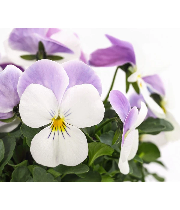 Hornveilchen, Sonderfarben – Bild 10