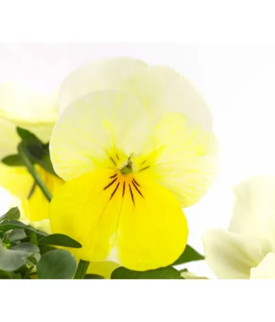 Hornveilchen, Sonderfarben -Haus Pflanzen Welt 8808685 PR DE 002 HornveilchenViolaCornutaSonderfarbenT10DehnerExpressHerzig