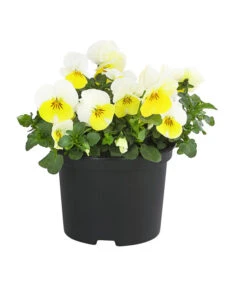 Hornveilchen, Sonderfarben -Haus Pflanzen Welt 8808685 PR FS 002 HornveilchenViolaCornutaSonderfarbenT10DehnerExpressHerzig