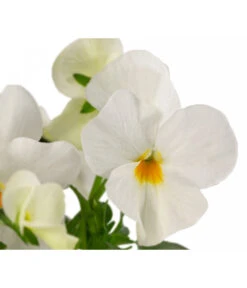 Beet- & Balkonpflanzen-Set Oranger Frühling, 6-teilig -Haus Pflanzen Welt 8808685 WE DE 002 ViolaCornutaWeiss 1