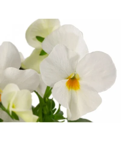 Beet- & Balkonpflanzen-Set Weißer Frühling, 6-teilig -Haus Pflanzen Welt 8808685 WE DE 002 ViolaCornutaWeiss 2