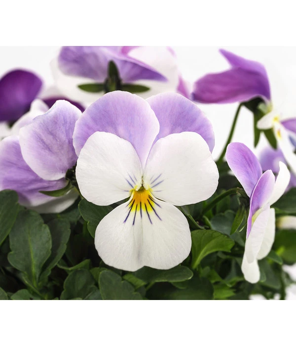 Beet- & Balkonpflanzen-Set Frühlingsfreude, 6-teilig 10 Beet- & Balkonpflanzen-Set Frühlingsfreude, 6-teilig – Bild 8