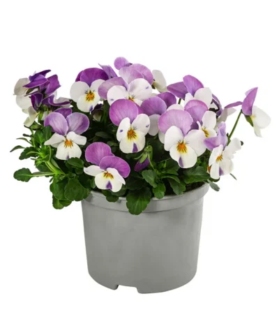 Beet- & Balkonpflanzen-Set Frühlingsfreude, 6-teilig 13 Beet- & Balkonpflanzen-Set Frühlingsfreude, 6-teilig -Haus Pflanzen Welt 8808685 WE FS 003 ViolaCornutaSFGelbWeissRosa10FJDehnerExpressHerzig