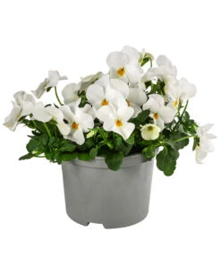 Beet- & Balkonpflanzen-Set Weißer Frühling, 6-teilig -Haus Pflanzen Welt 8808685 WE FS ViolaCornutaWeissGelb 2