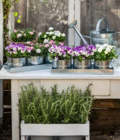 Gänseblümchen, Gefüllt -Haus Pflanzen Welt 8808685 WE MO 001 HornveilchenBellisNelke 1