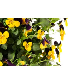 Wandhänger Mit Hornveilchen, Verschiedene Sorten 11 Wandhänger Mit Hornveilchen, Verschiedene Sorten -Haus Pflanzen Welt 8809048 WE DE 001 ViolaWandhaenger