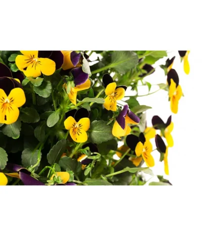 Wandhänger Mit Hornveilchen, Verschiedene Sorten -Haus Pflanzen Welt 8809048 WE DE 001 ViolaWandhaenger