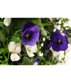 Wandhänger Mit Hornveilchen, Verschiedene Sorten 13 Wandhänger Mit Hornveilchen, Verschiedene Sorten -Haus Pflanzen Welt 8809048 WE DE 002 ViolaWandhaenger