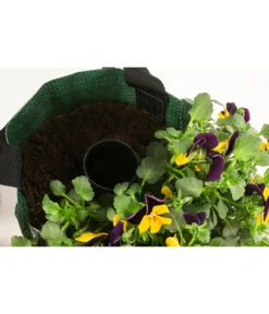 Wandhänger Mit Hornveilchen, Verschiedene Sorten 12 Wandhänger Mit Hornveilchen, Verschiedene Sorten -Haus Pflanzen Welt 8809048 WE DE 003 ViolaWandhaenger