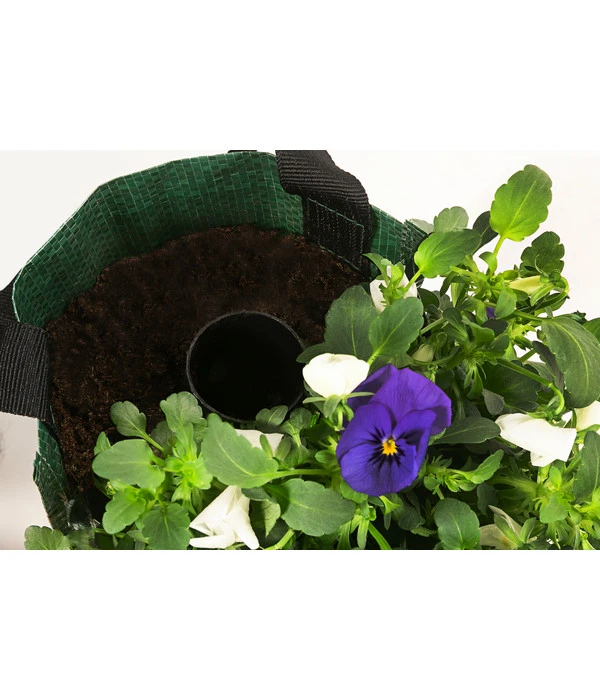 Wandhänger Mit Hornveilchen, Verschiedene Sorten 8 Wandhänger Mit Hornveilchen, Verschiedene Sorten – Bild 6