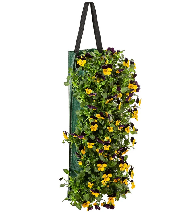 Wandhänger Mit Hornveilchen, Verschiedene Sorten 3 Wandhänger Mit Hornveilchen, Verschiedene Sorten