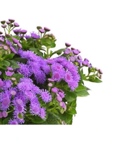 Leberbalsam 9 Leberbalsam -Haus Pflanzen Welt 8809345 PR DE 001 LeberbalsamAgeratumHoustonianumBlauDehnerExpressHerzig