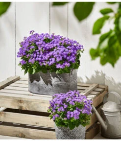 Leberbalsam 7 Leberbalsam -Haus Pflanzen Welt 8809345 PR MO 001 Leberbalsam