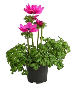 Beet- & Balkonpflanzen-Set Rosa Frühling, 6-teilig -Haus Pflanzen Welt 8809386 WE FS 002 AnemoneCoronariaKronenAnemoneRosaT12