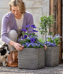 Vergissmeinnicht 'Myomark' -Haus Pflanzen Welt 8809386 WE MO 001 FrueheFarbenBlau