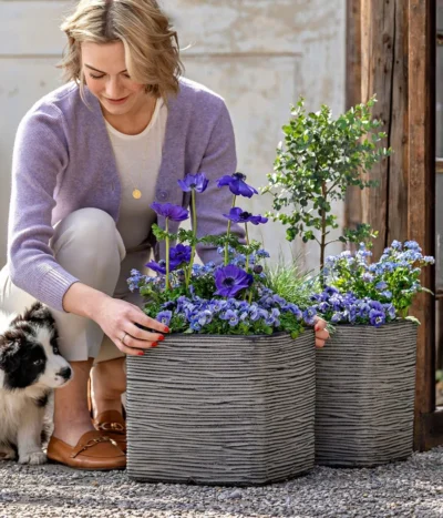 Vergissmeinnicht 'Myomark' 17 Vergissmeinnicht 'Myomark' -Haus Pflanzen Welt 8809386 WE MO 001 FrueheFarbenBlau