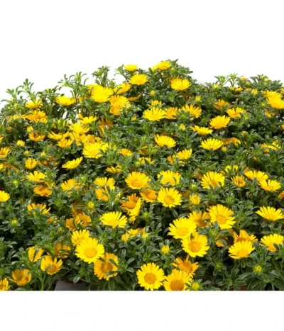 Goldtaler -Haus Pflanzen Welt 8809394 BildD 001 GoldtalerAsteriscusMarit