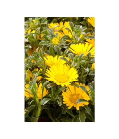 Goldtaler -Haus Pflanzen Welt 8809394 BildD 003 GoldtalerAsteriscusMarit