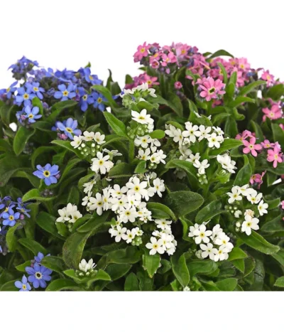 Vergissmeinnicht-Trio -Haus Pflanzen Welt 8809527 PR DE 001 MyosotisTrioVergissmeinnichtT12DehnerHerzig