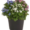 Vergissmeinnicht-Trio -Haus Pflanzen Welt 8809527 PR FS 001 MyosotisTrioVergissmeinnichtT12DehnerHerzig