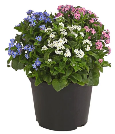 Vergissmeinnicht-Trio