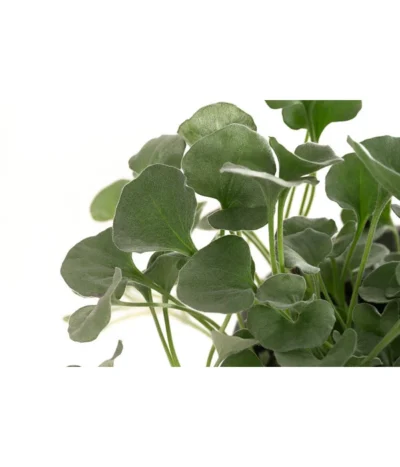 Beet- & Balkonpflanzen-Set Schattenbeet, 6-teilig -Haus Pflanzen Welt 8809550 WE DE 001 DICHONDRA