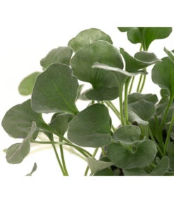 Silberregen 15 Silberregen -Haus Pflanzen Welt 8809550 WE DE 002 DichondraSilberregenT11