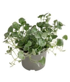 Beet- & Balkonpflanzen-Set Schattenbeet, 6-teilig -Haus Pflanzen Welt 8809550 WE FS 002 DICHONDRA 1