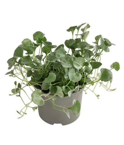 Beet- & Balkonpflanzen-Set Schattenbeet, 6-teilig -Haus Pflanzen Welt 8809550 WE FS 002 DICHONDRA 1