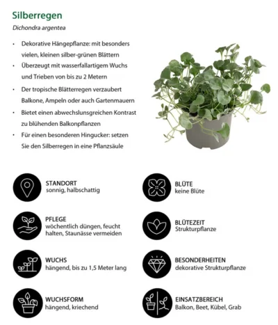 Silberregen -Haus Pflanzen Welt 8809550 WE IG 001 Silberregen