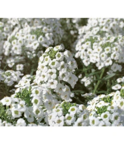 Duftsteinrich -Haus Pflanzen Welt 8809568 WE DE 001 LobulariaSnowPrincessKientzler