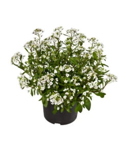 Duftsteinrich -Haus Pflanzen Welt 8809568 WE FS 001 LobulariaWeissDuftsteinrichT12DehnerExpressWunderlich